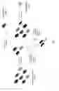 Fig. 06 - Method for selecting a single cell expressing a heterogeneous combination of antibodies