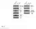 Fig. 10 - Methods and compositions related to modulators of eukaryotic cells
