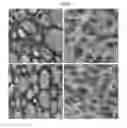 Fig. 02 - Multi-phase silicone acrylic hybrid visco-elastic compositions and methods of making same