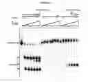 Fig. 06 - Methods and compositions for labeling a single-stranded target nucleic acid