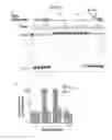 Fig. 12 - Methods and compositions for labeling a single-stranded target nucleic acid