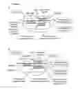 Fig. 14 - Methods and compositions for labeling a single-stranded target nucleic acid