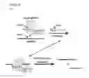Fig. 35 - Methods and compositions for labeling a single-stranded target nucleic acid