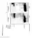 Fig. 50 - Methods and compositions for labeling a single-stranded target nucleic acid
