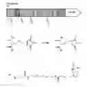 Fig. 53 - Methods and compositions for labeling a single-stranded target nucleic acid
