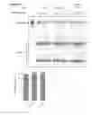 Fig. 55 - Methods and compositions for labeling a single-stranded target nucleic acid