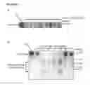 Fig. 57 - Methods and compositions for labeling a single-stranded target nucleic acid