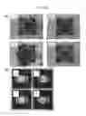 Fig. 28 - Sensor having porous material or particulate material as receptor layer