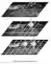 Fig. 01 - Multi-source, multi-scale counting in dense crowd images