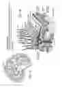 Fig. 02 - Method for detecting hematoma, portable detection and discrimination device and related systems and apparatuses