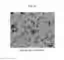 Fig. 06 - Substance-containing vesicle, and production method therefor
