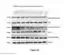 Fig. 10 - Method of treating colorectal cancers using a PKC inhibitor