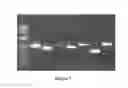 Fig. 08 - Lipid comprising polyunsaturated fatty acids