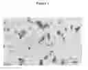Fig. 02 - Nanoparticulate compositions and formulations of piperazine compounds