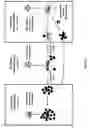 Fig. 09 - A METHOD OF PREVENTING INFECTION OF HYMENOPTEROUS INSECTS OF THE SUPERFAMILY APOIDEA
