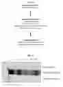 Fig. 02 - Compositions and methods for preventing or treating pulmonary hypertension