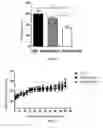 Fig. 06 - USE OF GENETICALLY ENGINEERED STRAIN VNP20009-M IN PREVENTING AND TREATING CANCER METASTASIS
