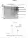 Fig. 08 - MULTIMERIC COMPOUNDS OF A KRINGLE DOMAIN FROM THE HEPATOCYTE GROWTH FACTOR / SCATTER FACTOR (HGF/SF)