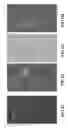 Fig. 08 - Eukaryotic Cells with Artificial Endosymbionts for Multimodal Detection