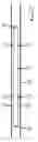 Fig. 01 - Degasification apparatus