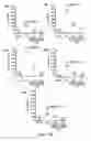 Fig. 22 - 5-METHOXYTRYPTOPHAN AND ITS DERIVATIVES AND USES THEREOF