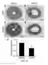 Fig. 41 - 5-METHOXYTRYPTOPHAN AND ITS DERIVATIVES AND USES THEREOF