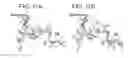 Fig. 09 - Crystal structure of the large ribosomal subunit from 