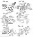 Fig. 11 - Crystal structure of the large ribosomal subunit from 