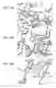 Fig. 12 - Crystal structure of the large ribosomal subunit from 