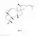 Fig. 02 - Gene for biosynthesis of core structure of ophiobolin