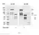 Fig. 09 - Factor VIII proteins having ancestral sequences, expression vectors, and uses related thereto