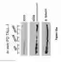 Fig. 29 - Antibodies against notch 3