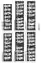 Fig. 35 - Antibodies against notch 3
