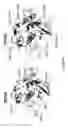 Fig. 45 - Antibodies against notch 3