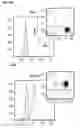 Fig. 80 - Method and compositions for cellular immunotherapy