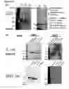 Fig. 08 - METHOD FOR PRODUCING MONOCLONAL IgA ANTIBODY