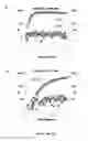 Fig. 02 - Hydrogel Comprising A Scaffold Macromer Crosslinked With A Peptide And A Recognition Motif