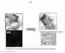 Fig. 09 - Method of differentiating human pluripotent stem cells into primitive macrophages