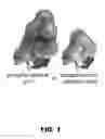 Fig. 02 - Toolkit for the production of post-translationally modified proteins