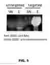 Fig. 06 - Toolkit for the production of post-translationally modified proteins