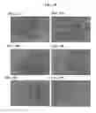 Fig. 20 - Cells genetically modified to comprise pancreatic islet glucokinase and uses thereof