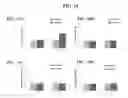 Fig. 24 - Cells genetically modified to comprise pancreatic islet glucokinase and uses thereof