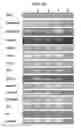 Fig. 29 - Cells genetically modified to comprise pancreatic islet glucokinase and uses thereof