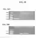 Fig. 30 - Cells genetically modified to comprise pancreatic islet glucokinase and uses thereof