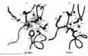 Fig. 01 - POLYPEPTIDE FRAGMENTS COMPRISING ENDONUCLEASE ACTIVITY AND THEIR USE