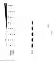 Fig. 06 - POLYPEPTIDE FRAGMENTS COMPRISING ENDONUCLEASE ACTIVITY AND THEIR USE