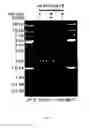 Fig. 09 - POLYPEPTIDE FRAGMENTS COMPRISING ENDONUCLEASE ACTIVITY AND THEIR USE