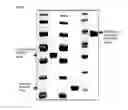 Fig. 04 - METHOD OF CONTINUOUSLY PRODUCING GLUTATHIONE USING PHOTOSYNTHETIC MEMBRANE VESICLES