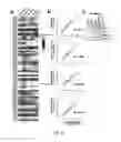 Fig. 06 - METHODS FOR HIGHLY PARALLEL AND ACCURATE MEASUREMENT OF NUCLEIC ACIDS
