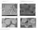 Fig. 01 - Phosphor-integrated nanoparticles used in fluorescence observation